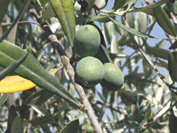 Olive-Bild