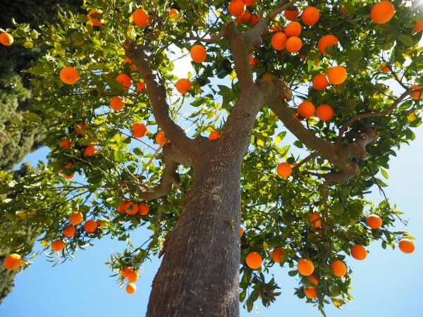 Bio-Orangen-am-Baum